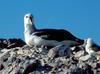 Spoznajmo ptice - albatros