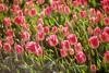 Kako dobro poznate tulipane?