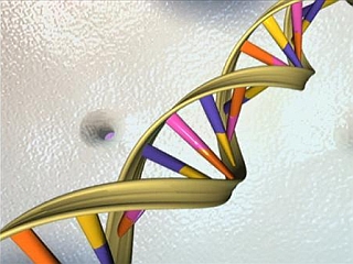 Molekula DNK je dvojna vijačnica, ki - posplošeno povedano - kombinira štiri različne ključe (adenin, citozin, gvanin, timin) in z njihovim zaporedjem sporoča informacije. Foto: Reuters