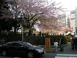 Sakura v Tokiu