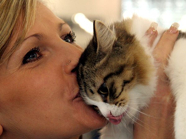 Mačko obvezno odpeljite k veterinarju, ki bo s pregledom ugotovil, kaj je težave povzročilo. Foto: EPA